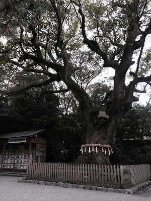 熱田神宮の楠木