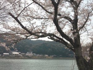瀬田川の桜