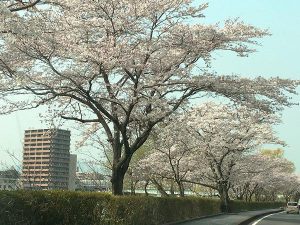 瀬田川の桜