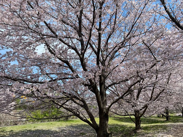伊川の桜
