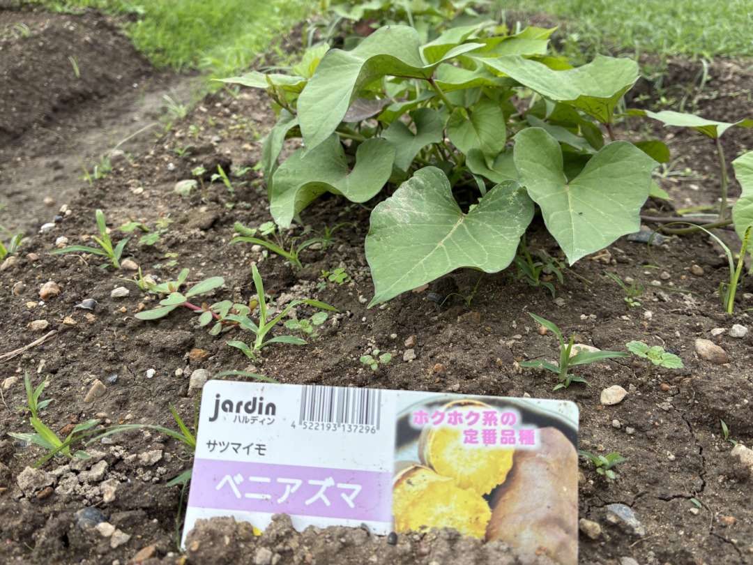 いまいちの収穫量でしたが